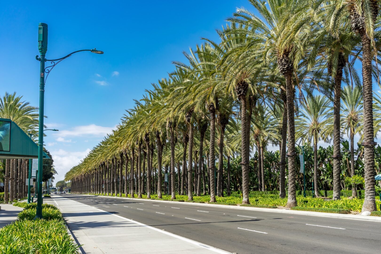 A sunny street lined with tall palm trees on both sides. The road is empty, with clear blue skies above. A sidewalk runs along the left side, with lush green bushes beneath the palms.