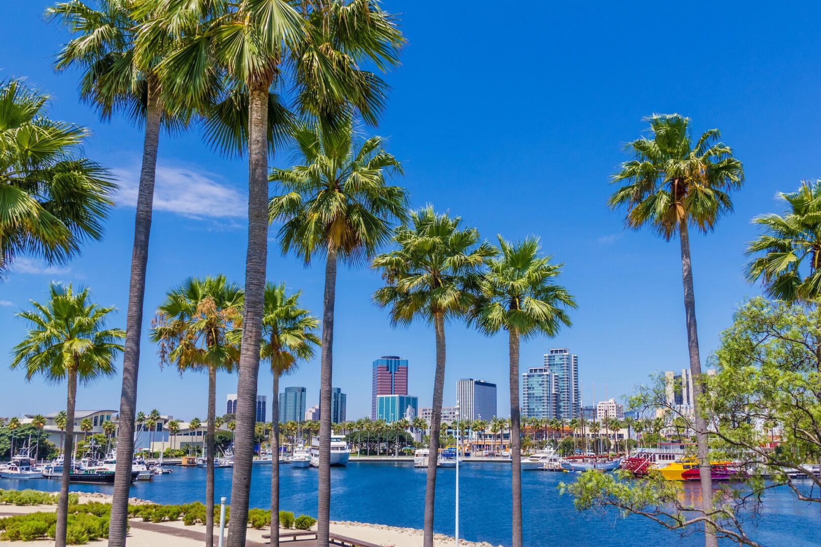 Tall palm trees line a waterfront with boats docked in a marina, set against a backdrop of modern city buildings under a clear blue sky. Tall palm trees line a waterfront with boats docked in a marina, set against a backdrop of modern city buildings under a clear blue sky.