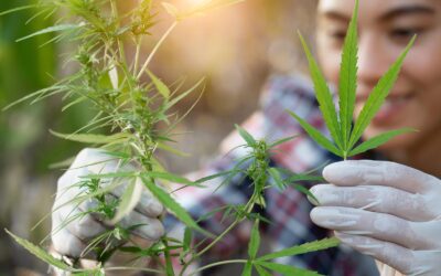 Cannabis business owner reviewing Section 280E tax deductions with a tax attorney